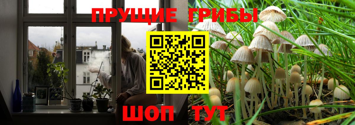 Псилоцибиновые грибы GOLDEN TEACHER  Вход с VPN  Гусев  Галлюциногенные грибы Psilocybine cubensis 